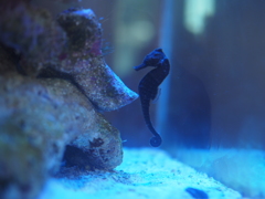 タツノオトシゴ