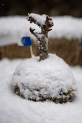 雪積もる苔玉