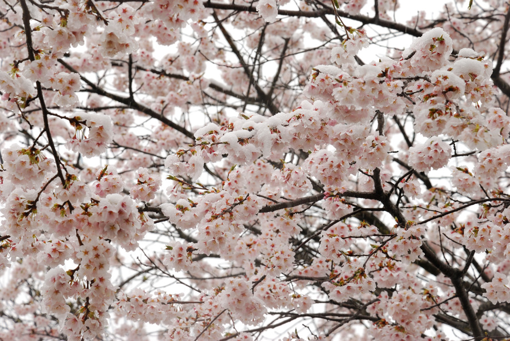 雪と桜