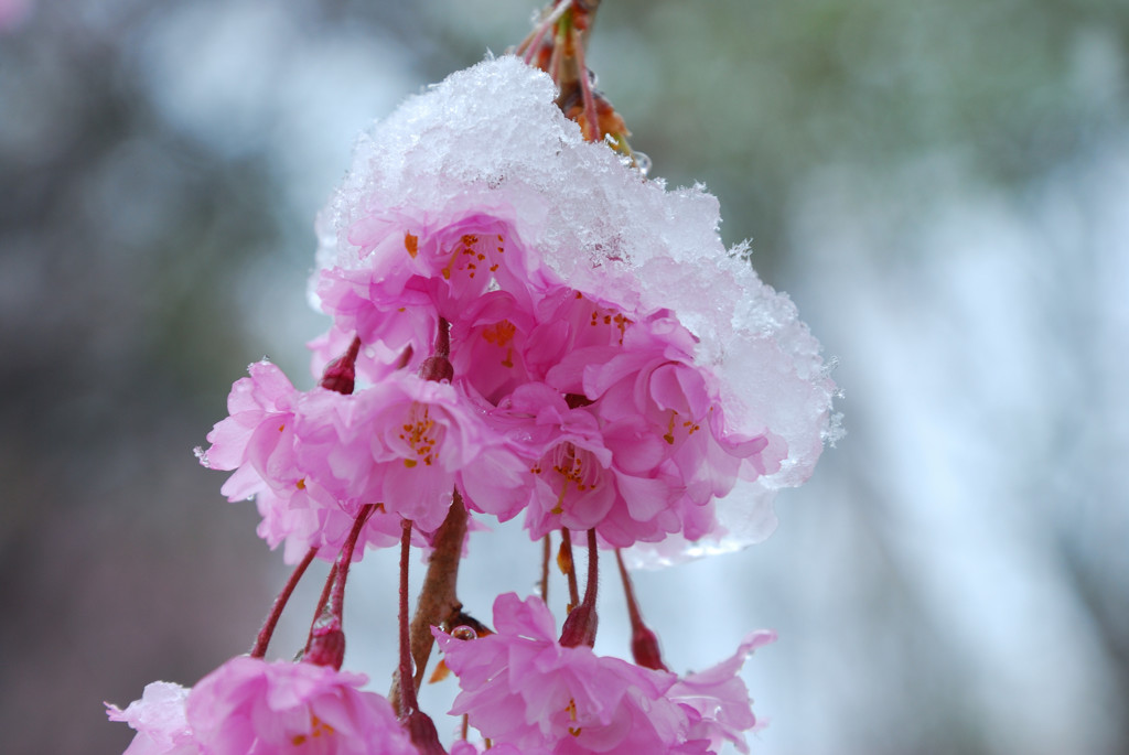 雪帽子