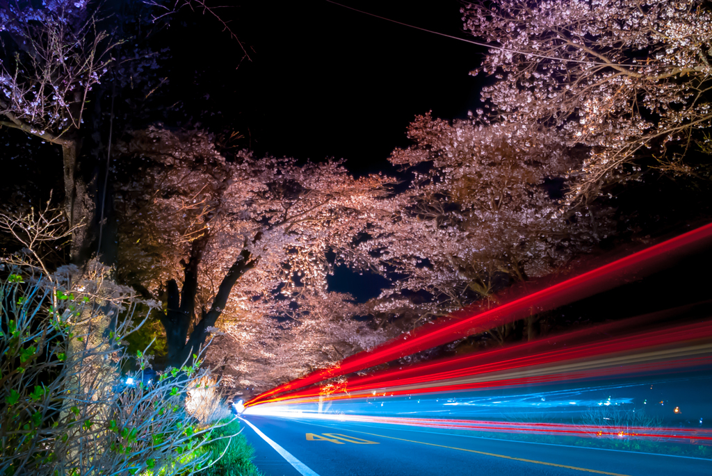 桜並木と光線