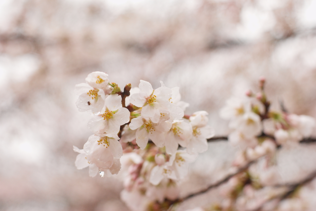雨に濡れる桜