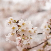 雨に濡れる桜