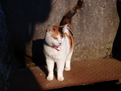 さくら1