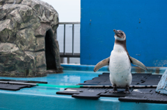 ペンギン