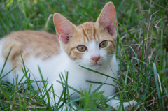 野良猫とあそぶ