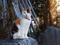 さくら2