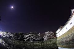 夜桜と月