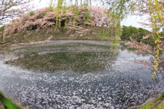 中堀の花筏２