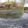 中堀の花筏２