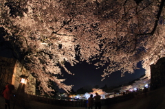 表門の夜桜