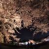 表門の夜桜