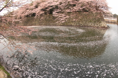 中堀の花筏１