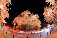 京橋口石垣の桜