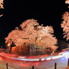 京橋口石垣の桜