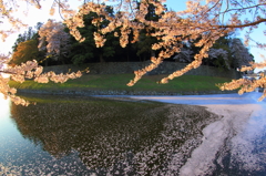 内堀の花筏２