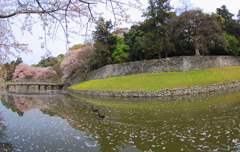 堀の黒鳥