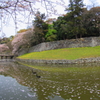 堀の黒鳥