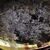 城と夜桜