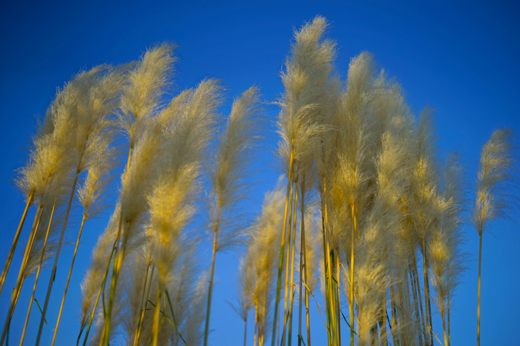 すすき空