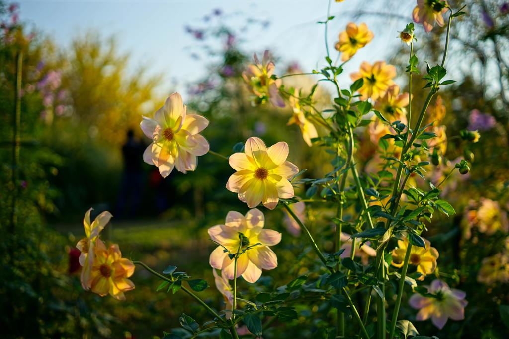 花はな花