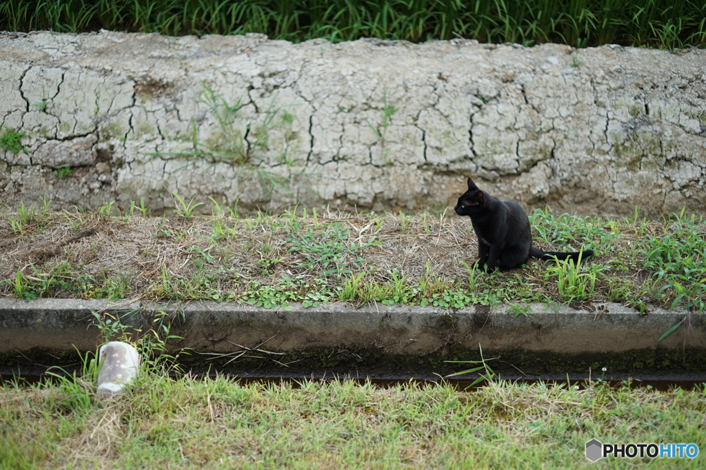 田んぼの横に猫
