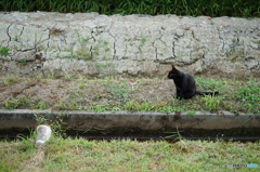 田んぼの横に猫