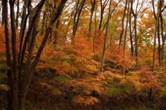 雑木林の中の紅葉１３