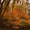 雑木林の中の紅葉１３