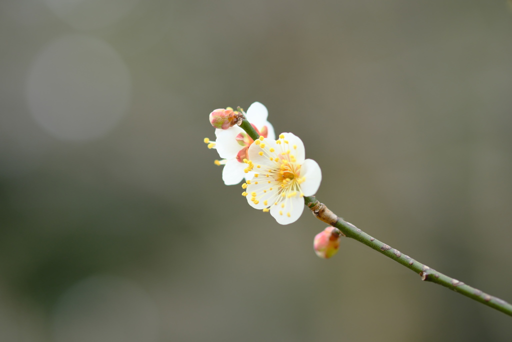 百草園にて。その１