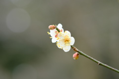 百草園にて。その１