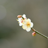 百草園にて。その１