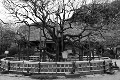 百草園にて。。