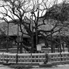 百草園にて。。