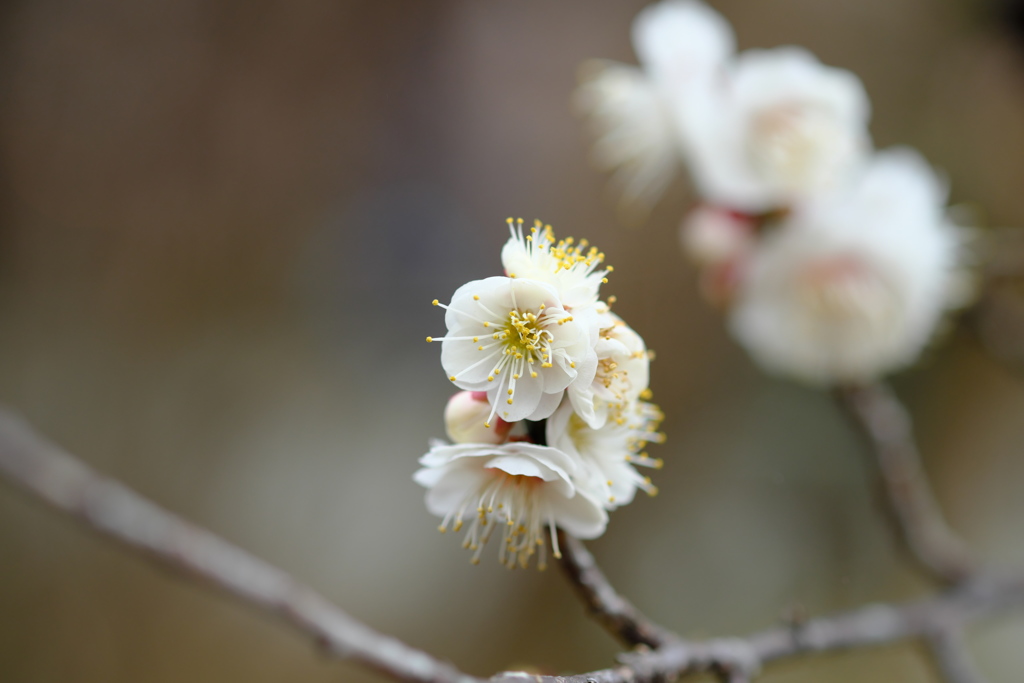 百草園にて。その７