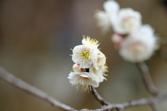 百草園にて。その７
