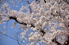150329聖蹟桜ケ丘ウォーキングにて。その１