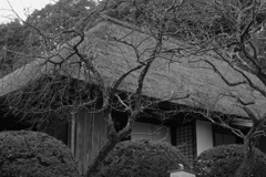 京王百草園その２