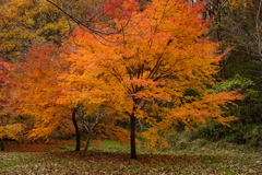 雑木林の中の紅葉１４