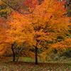 雑木林の中の紅葉１４