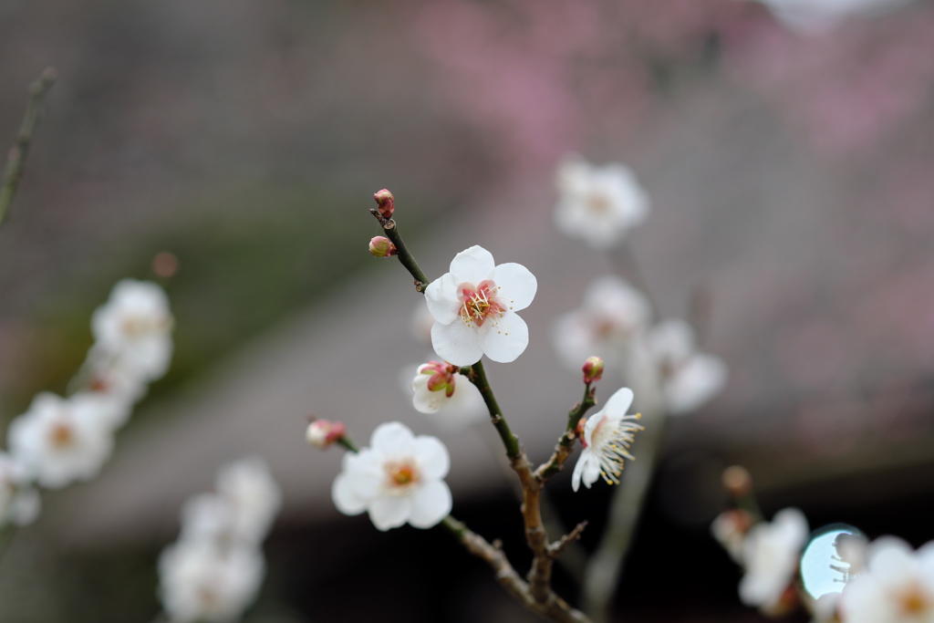 百草園にて。その４