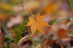 紅葉08
