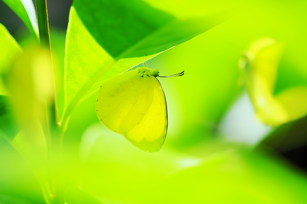 黄蝶(Eurema hecabe)