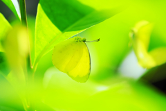 黄蝶(Eurema hecabe)