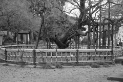 京王百草園その３