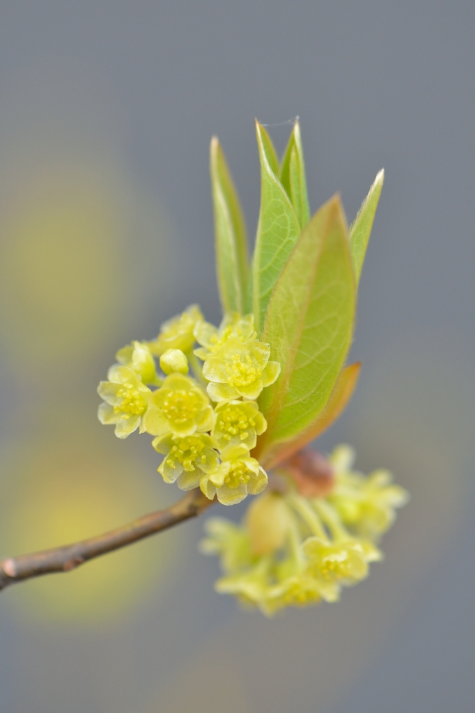 150329聖蹟桜ケ丘ウォーキングにて。その１７