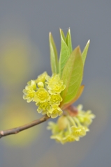 150329聖蹟桜ケ丘ウォーキングにて。その１７