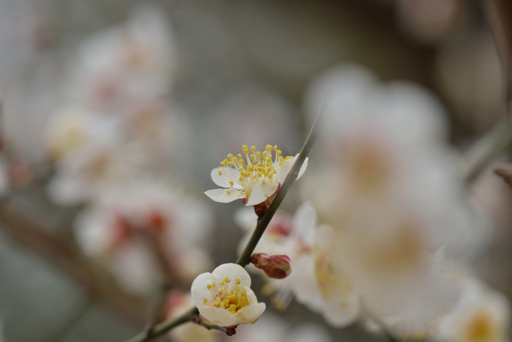 原峰公園の梅 その０２