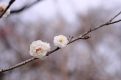 百草園にて。その１