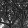 京王百草園その５